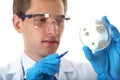 Lab assistant check petri dish with bacterium Royalty Free Stock Photo