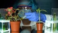 Lab assistant injecting fertilizer in fittonia plant genetic breeding experiment