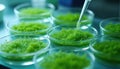Lab exam of green microalgae clusters in petri dishes under study. Scientific pipette analysis of biotechnology. Algae cell Royalty Free Stock Photo