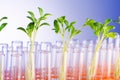 Lab experiment with seedlings Royalty Free Stock Photo