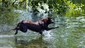 Lab Leaping into Water