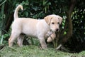 Lab mix puppy Royalty Free Stock Photo