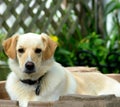 Lab mix rescue dog relaxing in her pool Royalty Free Stock Photo
