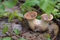 Dryad`s Saddle mushroom with poison ivy surrounding it