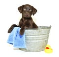 Lab Puppy Getting a Bath Royalty Free Stock Photo