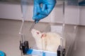 Lab rat and medical devices Royalty Free Stock Photo