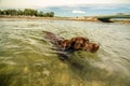 Lab swimming in the Harbor