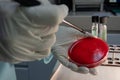 Lab techinician holding a Petri dish.