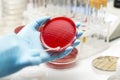 Lab technician hand planting a petri dish Royalty Free Stock Photo