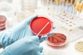 Lab technician hand planting a petri dish Royalty Free Stock Photo