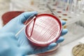 Lab technician hand planting a petri dish