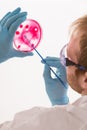 Lab technician hand planting a petri dish Royalty Free Stock Photo