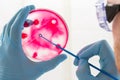 Lab technician hand planting a petri dish Royalty Free Stock Photo