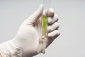 A lab technician holding a test tube with a corn specimen Royalty Free Stock Photo