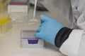 Lab technician pipetting liquid into wells of a PCR plate in a laboratory. Royalty Free Stock Photo