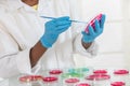 Lab technician workinh on research with petri dish Royalty Free Stock Photo