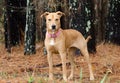 Lab Vizsla Mix Breed, Pink Collar, Adoption Photo