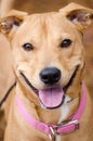 Lab Vizsla Mix Breed, Pink Collar, Adoption Portrait