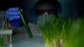 Lab worker comparing plant in test tube and green wheat sample, experiment