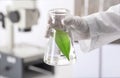 Lab worker holding flask with leaf on blurred background, closeup Royalty Free Stock Photo