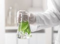 Lab worker holding flask with leaves on blurred background, closeup Royalty Free Stock Photo