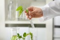 Lab worker holding test tube with plant on blurred background, closeup Royalty Free Stock Photo