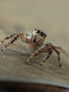 spider on the wood in Java Island Royalty Free Stock Photo