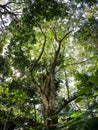 Laban tree trunk and canopy viewed from below, wide angle forest photo in daylight Royalty Free Stock Photo