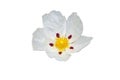 Labdanum or cistus ladanifer white spotted flower isolated on white. Transparent png additional format