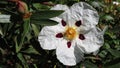 Labdanum or cistus ladanifer white spotted flower closeup