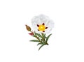 Labdanum or gum rockrose flower, bud and leaves isolated on white