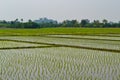 Landscape view of  off-season rice field Royalty Free Stock Photo