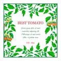 Label or banner with red ripe tomato fruits, green leaves. square tomato composition with branches, fruits, yellow Royalty Free Stock Photo