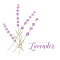 Label with lavender