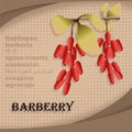 Label sticker with seasoning barberry vector image