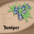 Label sticker with seasoning juniper vector image