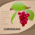 Label sticker with seasoning lemongrass vector image