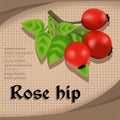 Label sticker with seasoning rose hip vector image