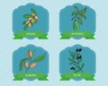 Label templates with plants - olive, argan, almond, avocado