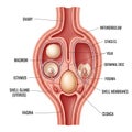 Labeled components include yolk germinal disc and shell membranes Royalty Free Stock Photo