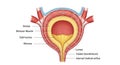 Labeled details enhance understanding of bladder anatomy and function Royalty Free Stock Photo