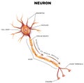 Marcado de neurona 