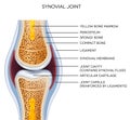 Labeled joint anatomy