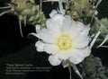 Labeled Macro of a Single White Paper Spine Cholla Cactus Flower