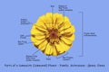 Labeled Photo Diagram of a Composite Zinnia Flower