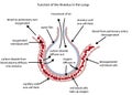 Labelled diagram of the alveolus in the lungs Royalty Free Stock Photo