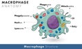 Labelled diagram of human macrophage derived from monocyte of immune cells vector illustration Royalty Free Stock Photo