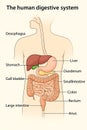 Labelled Human Digestive System Diagram with UK Spellings Royalty Free Stock Photo