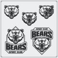 Labels, emblems and design elements for sport club with bear head. Royalty Free Stock Photo