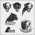 Labels, emblems and design elements for sport club with panther.